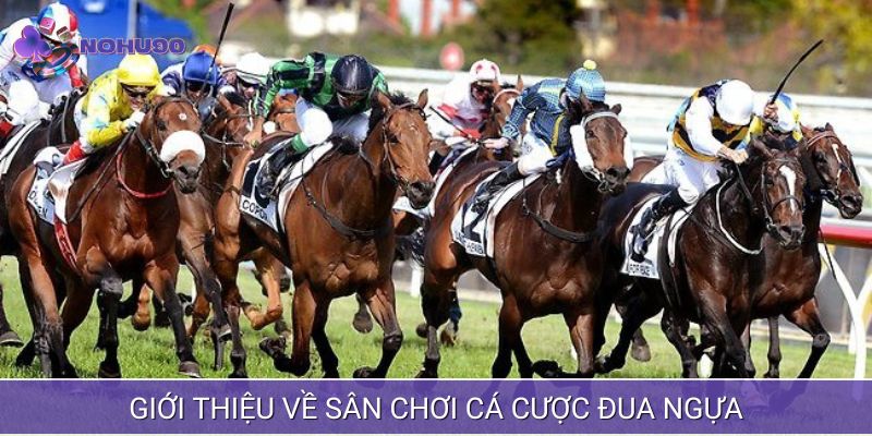 Cá cược đua ngựa cực Hot